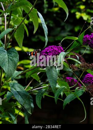 Roter Admiral (Vanessa Atlanta) Schmetterling auf violetten Blumen von Buddleja davidii (Schmetterlingsstrauch) Strauch Stockfoto