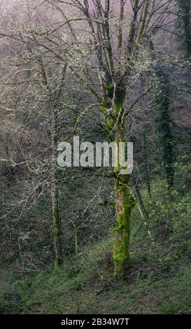 Riesige und Alte Eiche der Quercus Robur Spezies in den Geopark Mountains von Courel Stockfoto