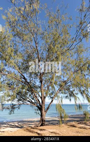 Casuarina-Baum, auch bekannt als Whistling Pine, wächst an der Küste von Geoffrey Bay, Magnetic Island, Queensland, Australien Stockfoto