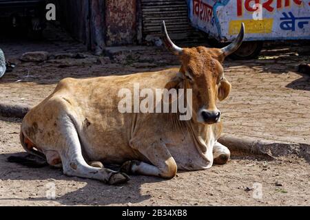 Jodhpur, Rajasthan, indien. Januar 2014. Kuh auf den Straßen von Jodhpur, Rajasthan, Indien. Kredit: Bernard Menigault/Alamy Stock Photo Stockfoto