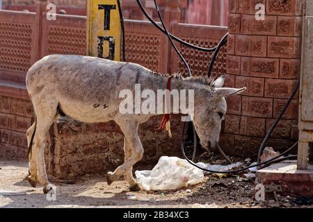 Jodhpur, Rajasthan, indien. Januar 2014. Esel auf den Straßen von Jodhpur, Rajasthan, Indien. Kredit: Bernard Menigault/Alamy Stock Photo Stockfoto