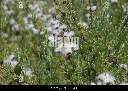 Wilder Rosmarin oder Kap-Schneestrauch, auch Eriocephalus africanus oder Kapokbosie genannt Stockfoto