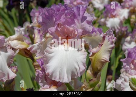 Hohe bärtige Iris, Markant, Blumen und Knospen in einem Garten Stockfoto
