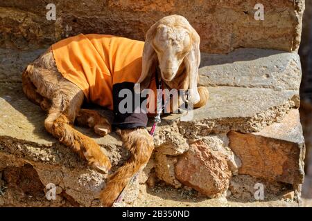 Jodhpur, Rajasthan, indien. Januar 2014. Ziege auf den Straßen von Jodhpur, Rajasthan, Indien. Kredit: Bernard Menigault/Alamy Stock Photo Stockfoto