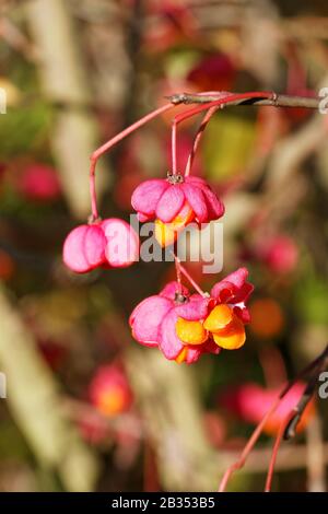 Geöffnete Samengefäße des Europäischen Spindelbaums ( Euonymus europaeus ) Stockfoto