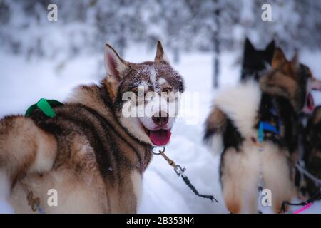 Nahaufnahme eines entzückenden sibirischen Husky Hund in einem Verschneite Gegend mit verschwommenem Hintergrund Stockfoto