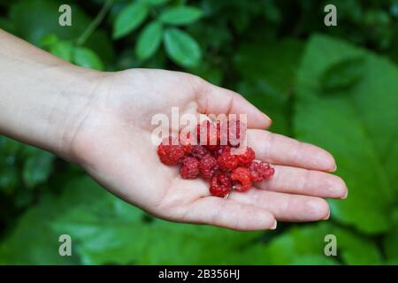 Nahaufnahme eines Stapels Himbeeren auf der Palme Einer Frauenhand in einem Wald auf einem bewölkten Tag Stockfoto