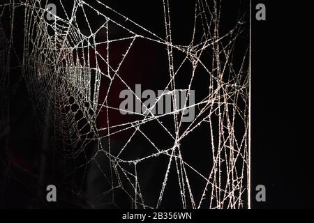 Komplexes Spinnennetz-Muster auf dunkelschwarzem Hintergrund Stockfoto