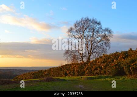 Winterlicht, Anfang März, Blick nach Westen von Gills Lap, Ashdown Forest, East Sussex, Heimat der Winnie Pooh Geschichten. Gorse, Silberbirke, Kiefer Stockfoto