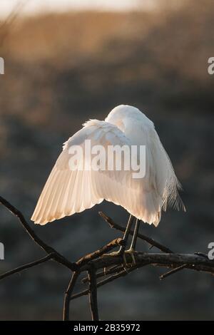 Egret preening in Bharatpur Bird Sanctuary in Indien Stockfoto