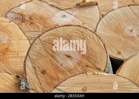 Holztexturen: Querschnittsdetails von frisch gefällten Büchen-Stämmen, die Schnittmarken einiger Kettensägen zeigen Stockfoto