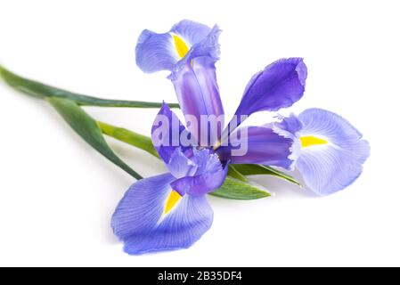 Iris Blume isoliert auf weißem Hintergrund Stockfoto