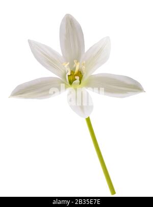 Weiß Gras Lily (Ornithogalum umbellatum) Blumen auf weißem Hintergrund Stockfoto