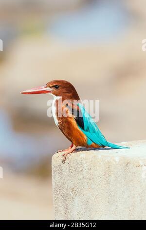 Weißer reihiger Eisvogel in einem Dschungel in Indien Stockfoto