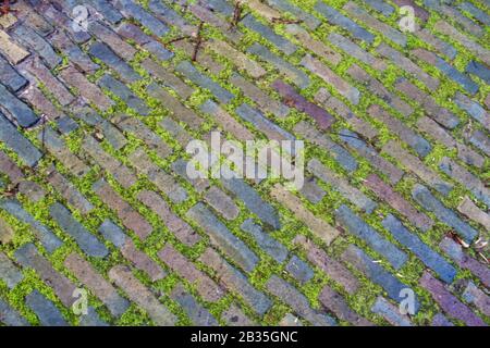 Nahaufnahme einer alten Straße mit moosem Kopfsteinpflaster Stockfoto