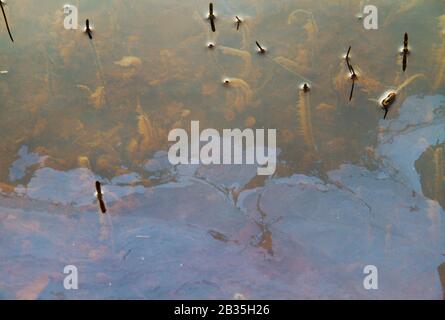 Versickerung von eisenreichem Grundwasser in einem kleinen Fluss, der eine dünne Schicht aus Eisenoxid und Hydroxid bildet Stockfoto