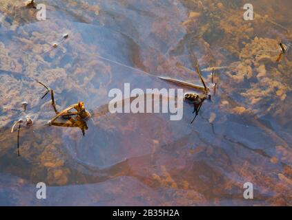 Versickerung von eisenreichem Grundwasser in einem kleinen Fluss, der eine dünne Schicht aus Eisenoxid und Hydroxid bildet Stockfoto