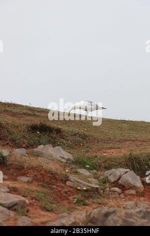 Möwe steht auf Gras, das vom Boden isst Stockfoto