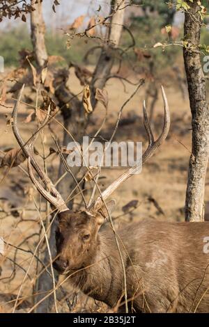 Sambar-Rehe in seinem natürlichen Lebensraum Stockfoto