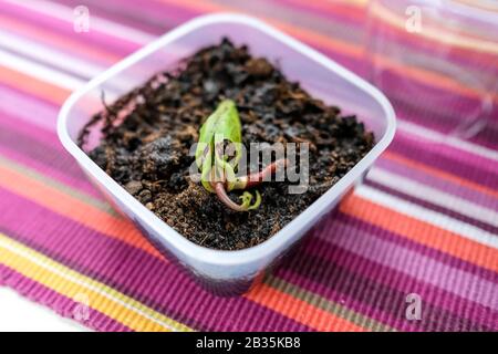 Der Mango-Samen wird im Boden gepflanzt. Neuer Spross. Schwarze Erde in einem Behälter Stockfoto