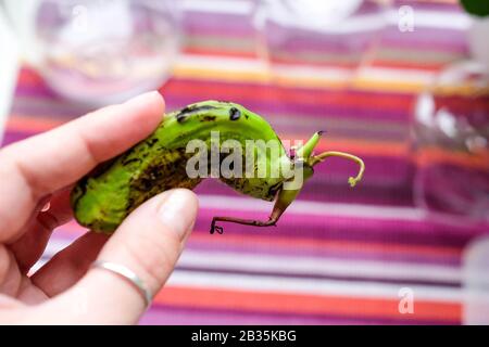 Halten Sie einen Mango-Samen in Ihren Händen. Seltsame, gespußene Achene. Heller Hintergrund. Stockfoto