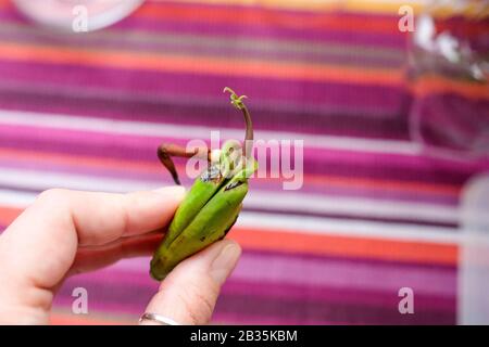 Halten Sie einen Mango-Samen in Ihren Händen. Gesprenketes Saatgut. Untersuchen Sie den Spross und die Wurzel. Heller Hintergrund. Stockfoto