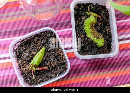 Mango-Samen wurden gepflanzt. Neue Sprossen. Schwarze Erde in einem Behälter Stockfoto