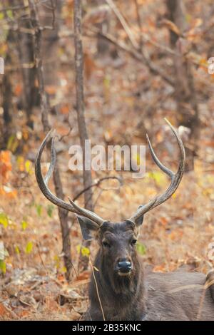 Sambar-Rehe in seinem natürlichen Lebensraum Stockfoto