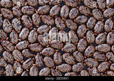 Castor-Bohnen (Ricinus communis) - Naturbegriff: Naturkonzept mit Anhäufung von Castor-Bohnen (Ricinus communis) auf dunklem Hintergrund Stockfoto