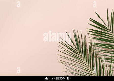 Rahmen mit palmengrünen Blättern auf pinkfarbenem Hintergrund Stockfoto