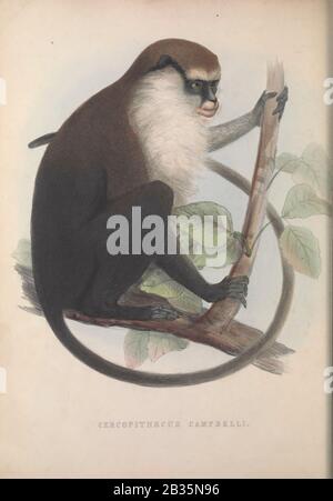 Campbells mona-affe, auch bekannt als Campbell's Guenon und Campbell's Monkey (Cercopithecus campbelli) Aus dem Buch Zoologia typica; oder, Figuren von neuen und seltenen Tieren und Vögeln, die in den Verfahren beschrieben wurden, oder ausgestellt in den Sammlungen der Zoological Society of London. Von Fraser, Louis. Zoological Society of London. Herausgegeben vom Autor in London, März 1848 Stockfoto