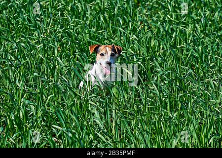 Süßer Welpe sitzt im hohen grünen Gras. Verspielter rot-weißer Hundeheber russell spielt auf Bauernwiese mit Kopierraum Stockfoto