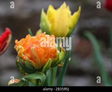 Nahaufnahme der offenen Tulpe in Gelb und Orange Stockfoto