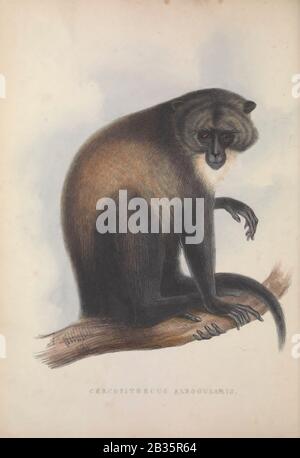 Sykes' Affe (Cercopithecus albogularis), auch bekannt als der Weißkehlaffe oder Samango-Affe, Aus dem Buch Zoologia typica; oder, Figuren von neuen und seltenen Tieren und Vögeln, die in den Verfahren beschrieben wurden, oder ausgestellt in den Sammlungen der Zoologischen Gesellschaft von London. Von Fraser, Louis. Zoological Society of London. Herausgegeben vom Autor in London, März 1848 Stockfoto