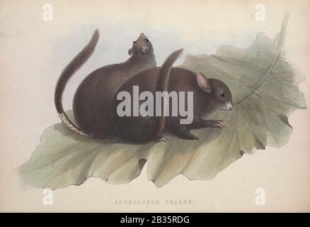 Anomalurus fraseri, Lord Derbys schuppig-gehüpftes Hörnchen Aus dem Buch Zoologia typica, oder Figuren neuer und seltener Tiere und Vögel, die in den Verfahren beschrieben oder in den Sammlungen der Zoologischen Gesellschaft von London ausgestellt wurden. Von Fraser, Louis. Zoological Society of London. Herausgegeben vom Autor in London, März 1848 Stockfoto