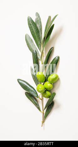 Olivenbaum mit Oliven auf Weiß. Frischer Olivenbaum und rohe grüne Oliven isoliert auf Weiß. Vertikale Draufsicht im Nahaufnahme. Stockfoto