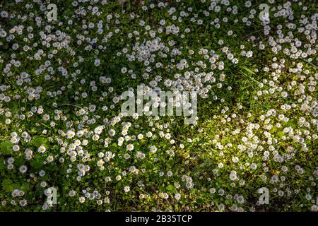 Gänseblümchen Blumen Feldhintergrund, Textur. Weiße Blumen mit gelben Zentren, Frühling, ostern Stockfoto