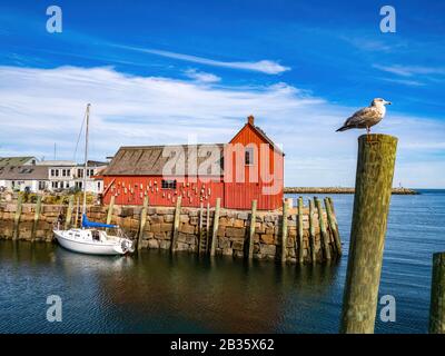 Roter Angelschreck in Rockport Stockfoto