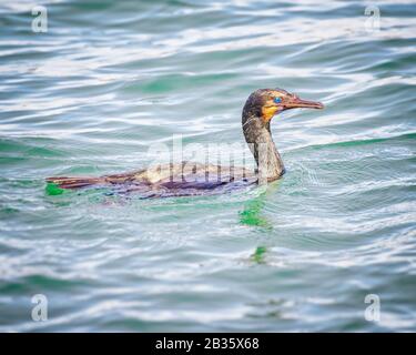 Brandts Cormorant (Phalacrocorax penicillaus) schwimmt in Ballona Creek, Play del Rey, CA. Stockfoto