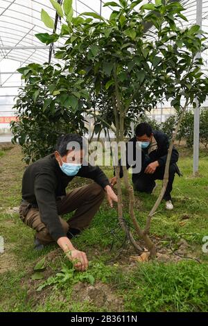 Huzhou, Chinas Provinz Zhejiang. März 2020. Techniker passen das integrierte Bewässerungssystem für Wasser und Dünger an einer Orangenkultivierungsbasis in Lianshi Town, Huzhou City, Ostchinas Provinz Zhejiang, 4. März 2020 an. Kredit: Huang Zongzhi/Xinhua/Alamy Live News Stockfoto