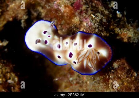 Hypselodoris tryoni nudibranch, Lembeh Strait, Indonesien Stockfoto