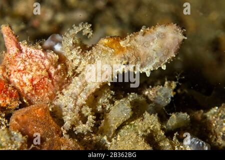 Blaue Ringoktopus (Hapalochlaena) Lembeh Strait, Indonesien Stockfoto