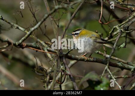 FIRERESTen-Regulus ignicapilla, Winter. Stockfoto