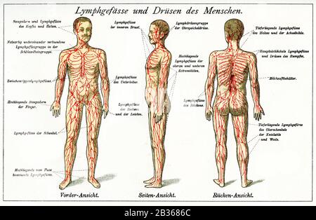 Gesundheit und Medizin: Lymphe Gefäße und endokrine Drüsen färben sich mit deutschen Beschreibungen ab Stockfoto