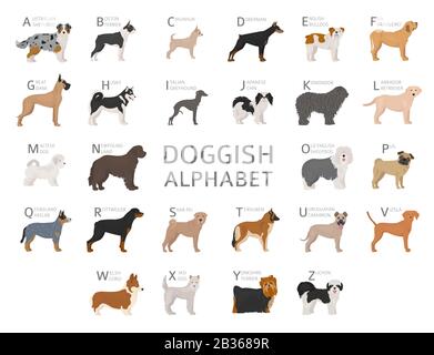 Doggisches Alphabet für Hundefreunde. Buchstaben des Alphabets mit den Namen der Hunderassen. Vektorgrafiken Stock Vektor