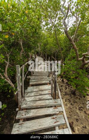 Gazi Mangrove Boardwalk, Kenia Stockfoto