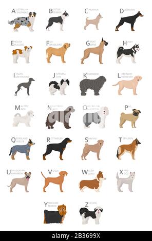 Doggisches Alphabet für Hundefreunde. Buchstaben des Alphabets mit den Namen der Hunderassen. Vektorgrafiken Stock Vektor