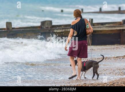 Junge Frau, die einen Hund am Strand entlang spazieren geht, während sie im Meer paddierend ist. Stockfoto