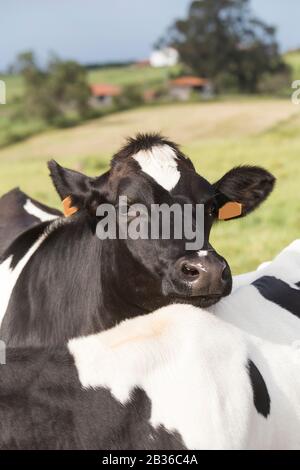 Eine Milchkuh mit der Nase, die auf einer anderen Kuh ruht, schaut aufmerksam in die Kamera Stockfoto