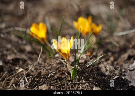 Gelbe Krokusblüten wachsen im sonnigen Quellgarten Stockfoto